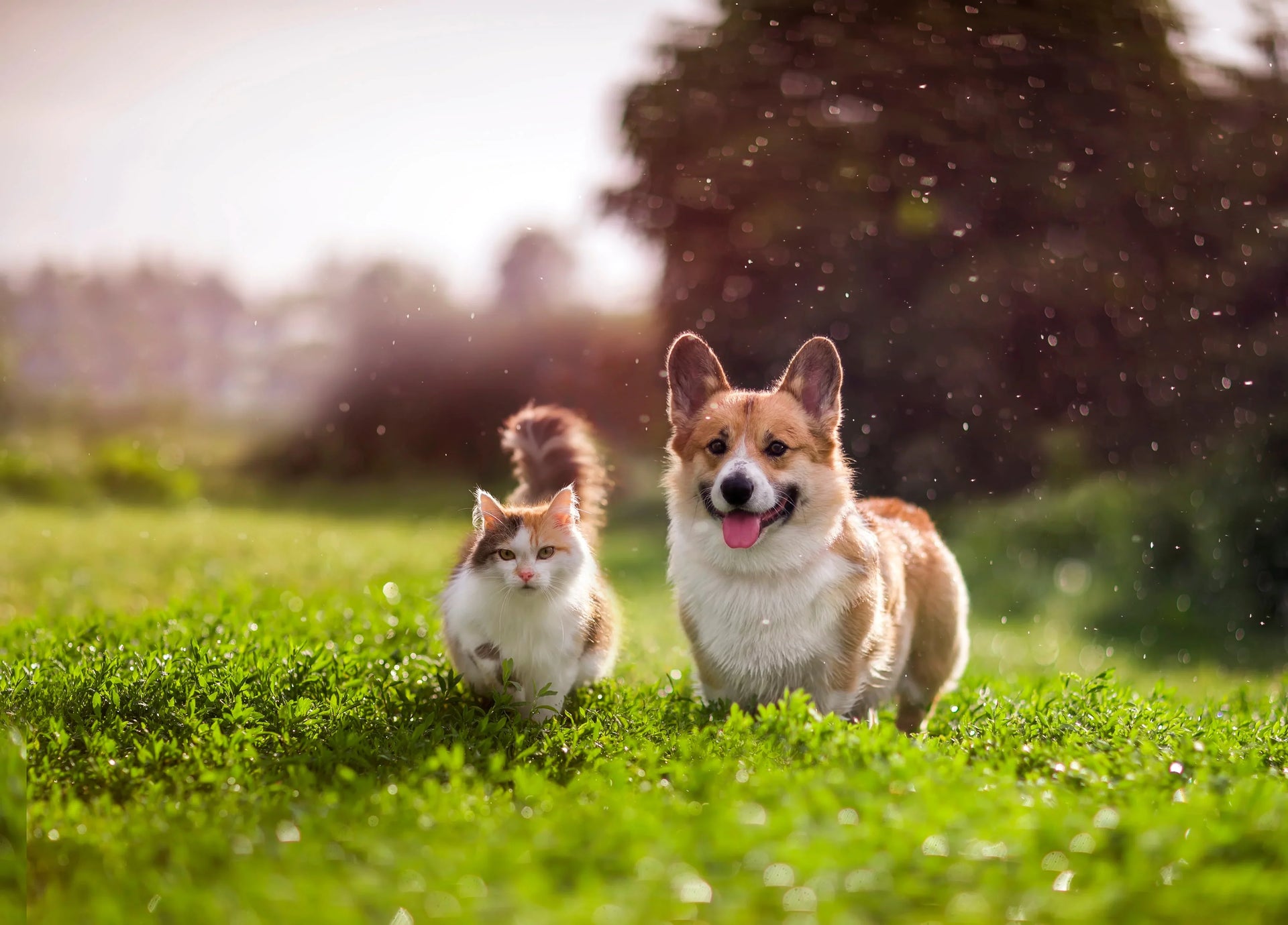 Bored Dog? 8 Enrichment Ideas to Keep Them Happy and Busy