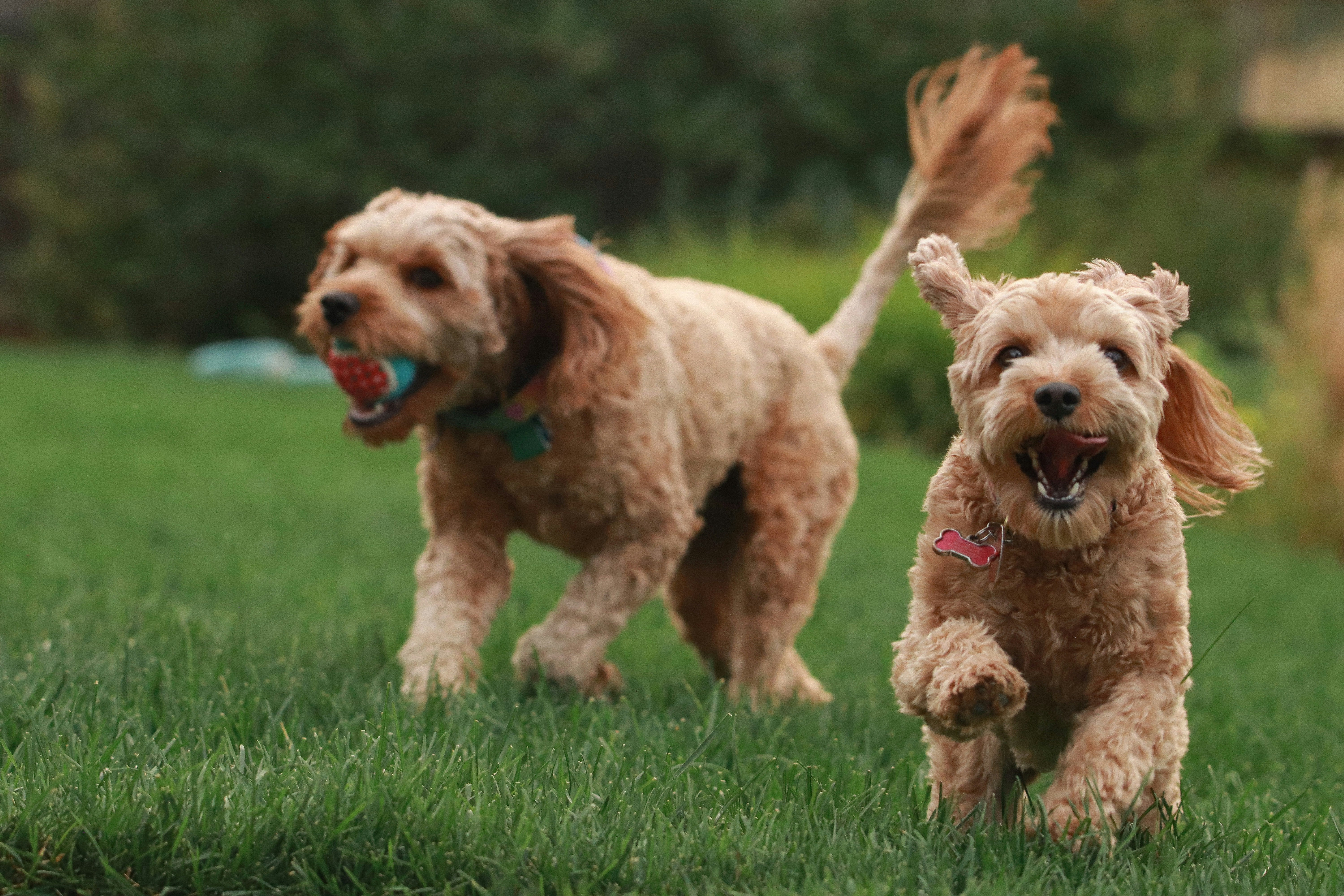 How to Calm an Anxious Dog: 7 Simple Tips