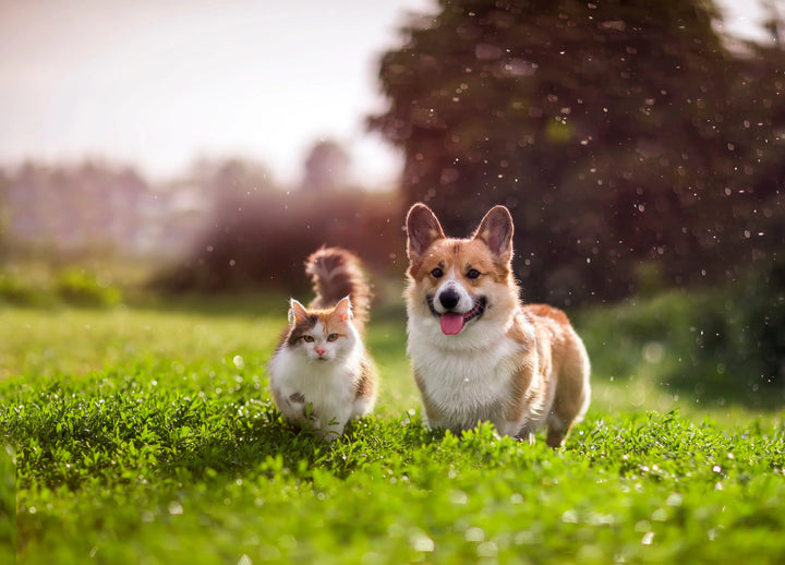 Jouets